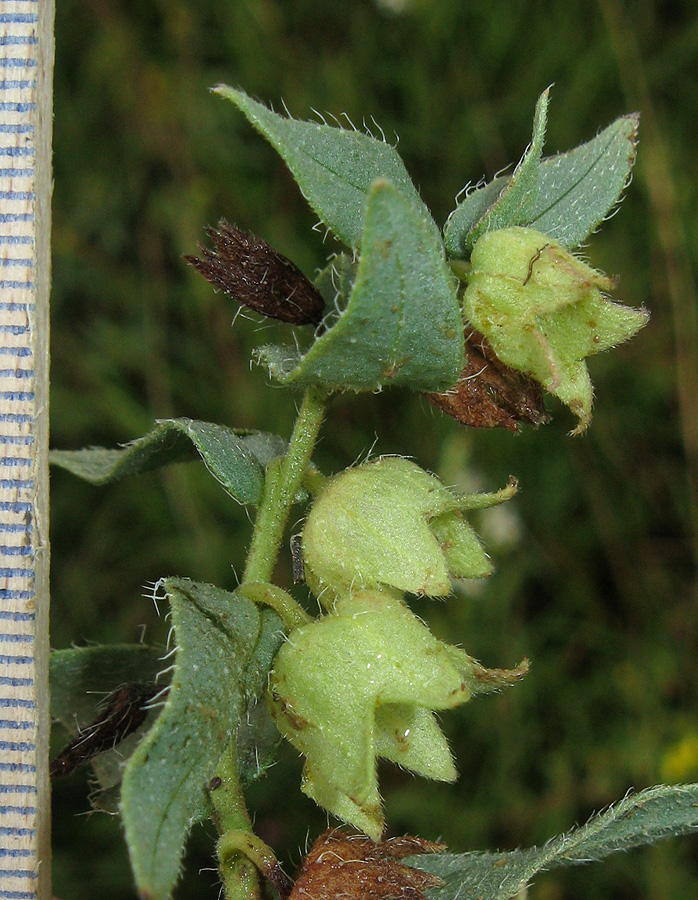 Image of Nonea rossica specimen.