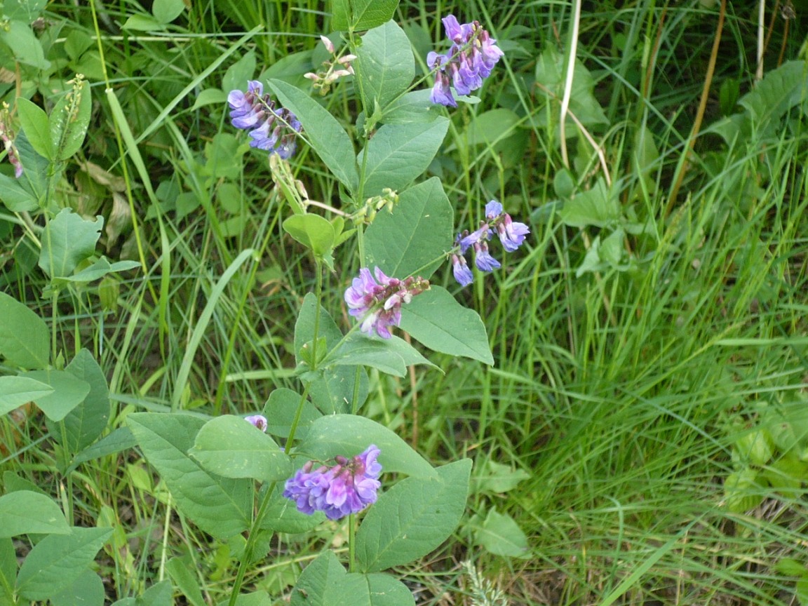 Изображение особи Vicia unijuga.