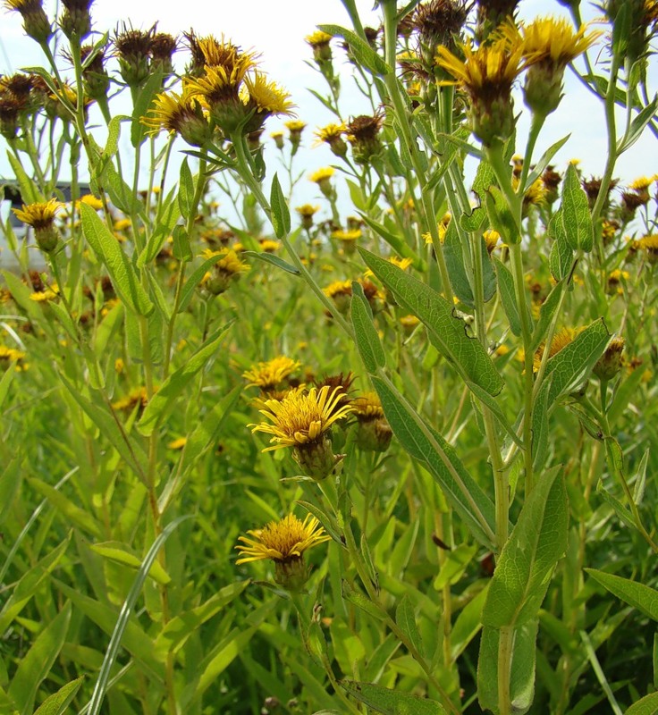 Image of Inula sabuletorum specimen.