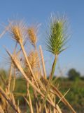 Hordeum geniculatum. Верхушка побега с соплодием. Краснодарский край, окр. г. Крымск, берег р. Адагум. 25.06.2014.