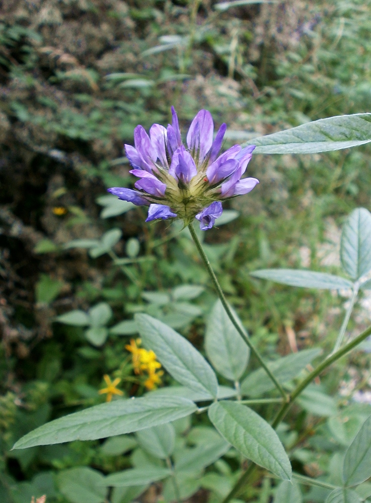 Изображение особи Psoralea bituminosa ssp. pontica.