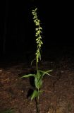 Epipactis muelleri. Цветущее растение. Крым, гора Чатырдаг, южный склон, буковый лес. 15 июля 2014 г.