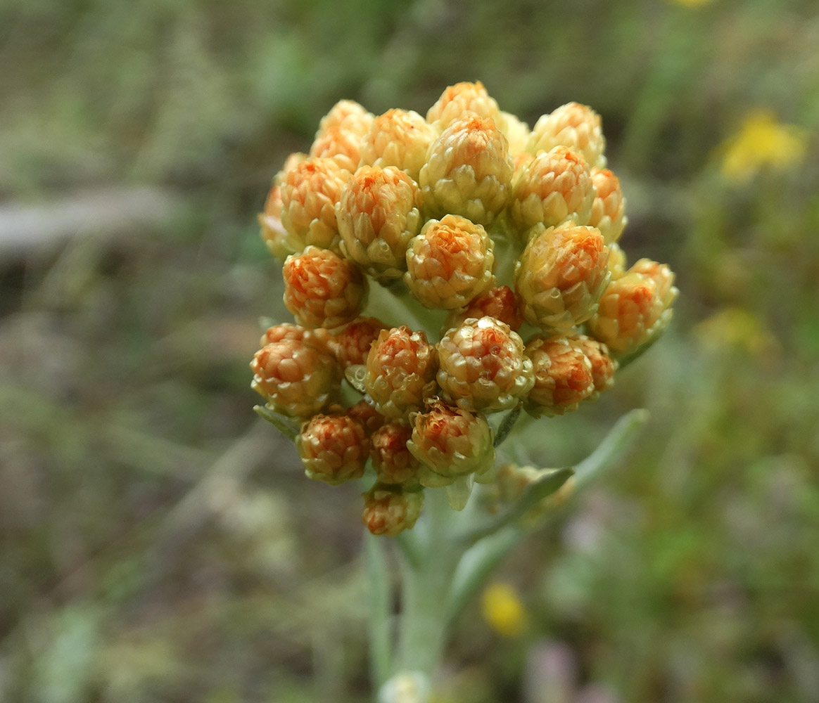 Изображение особи Helichrysum arenarium.