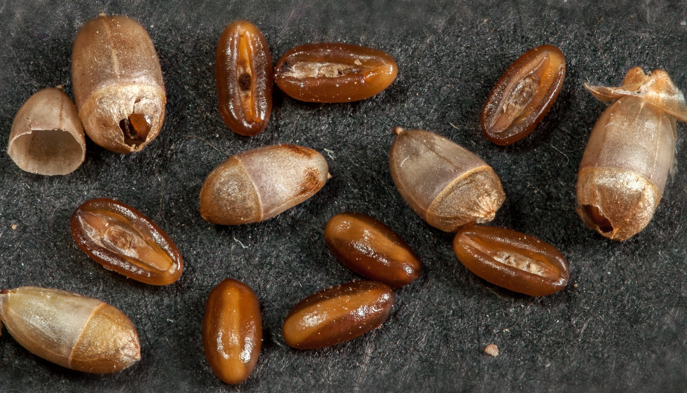 Image of Plantago lanceolata specimen.