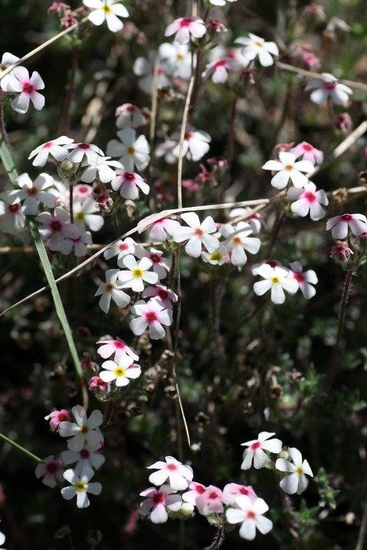 Image of Androsace ovczinnikovii specimen.