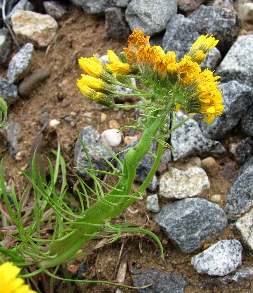 Изображение особи Crepis tectorum.