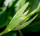 Gaura lindheimeri. Листья в средней части побега. Германия, г. Дюссельдорф, Ботанический сад университета. 03.07.2014.