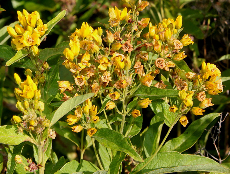 Image of Lysimachia vulgaris specimen.