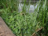 Pistia stratiotes