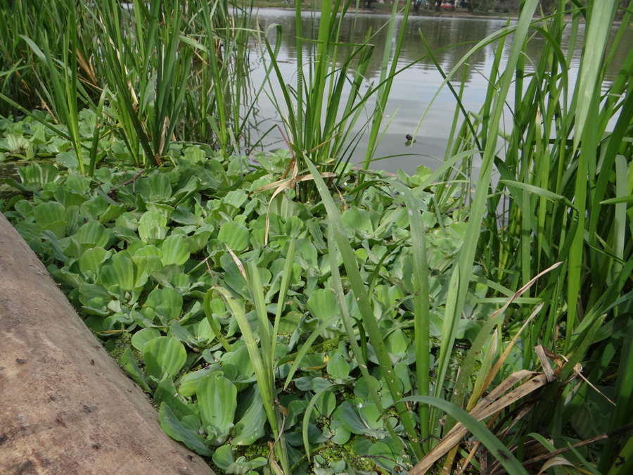 Изображение особи Pistia stratiotes.