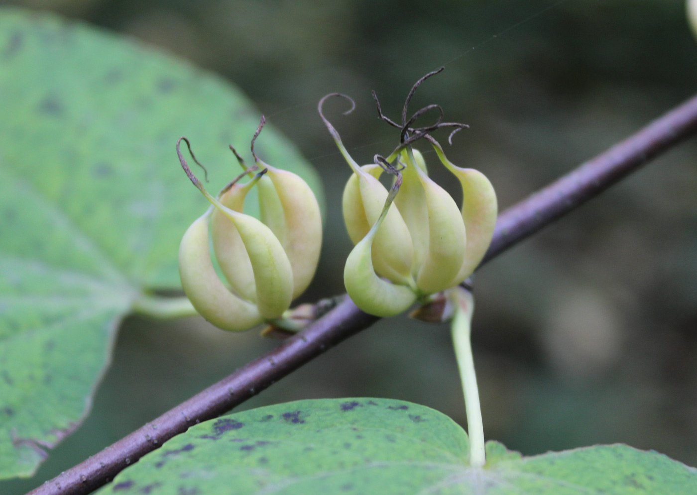 Image of Cercidiphyllum magnificum specimen.