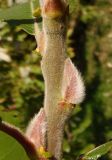 Salix latifolia