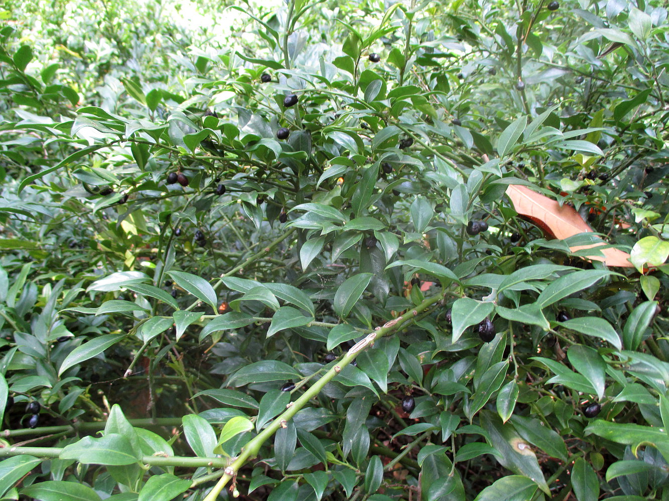 Image of genus Sarcococca specimen.