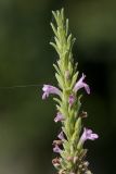 Micromeria cristata ssp. kosaninii