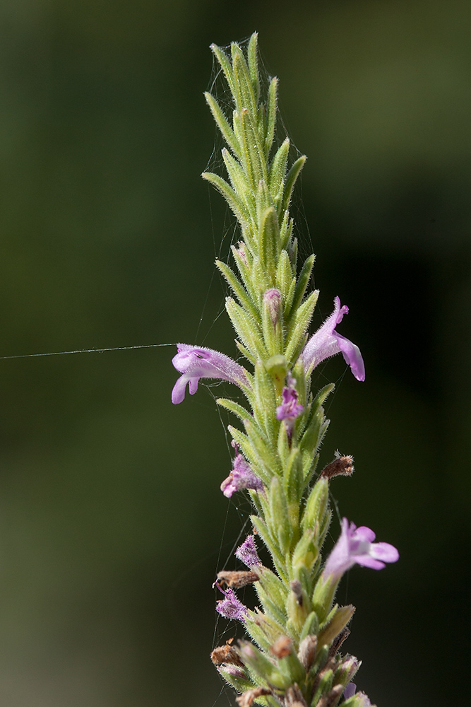 Image of Micromeria cristata ssp. kosaninii specimen.