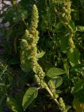 Amaranthus retroflexus