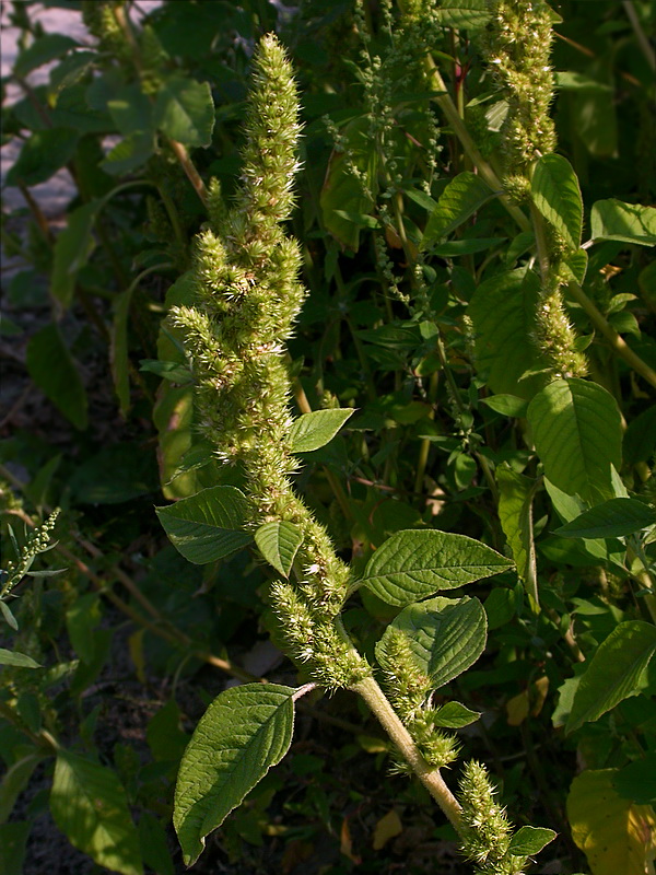 Image of Amaranthus retroflexus specimen.