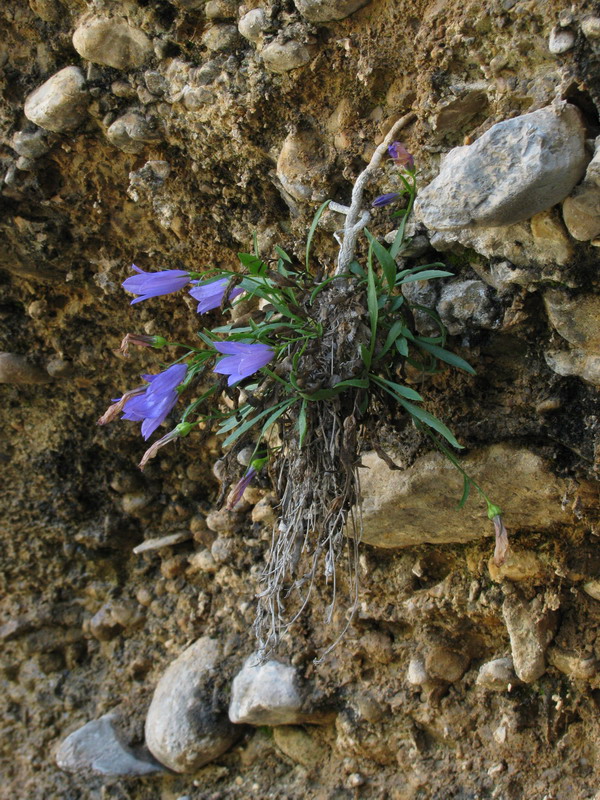 Image of Campanula capusii specimen.