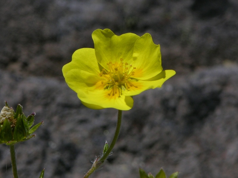 Изображение особи Potentilla vulcanicola.