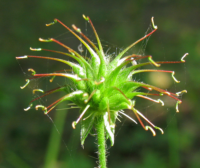 Image of Geum urbanum specimen.
