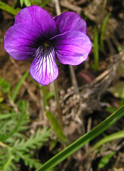 Image of Viola mandshurica specimen.