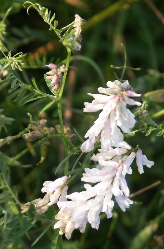 Image of Vicia cracca specimen.