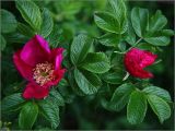 Rosa rugosa