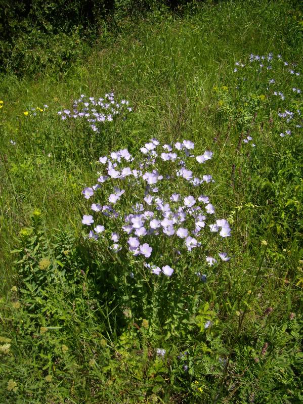 Изображение особи Linum hirsutum.