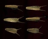 Bidens frondosa. Семянки. Курская обл., Железногорский р-н, дер. Клишино, ур. Нележ, берег ручья. 1 ноября 2009 г.