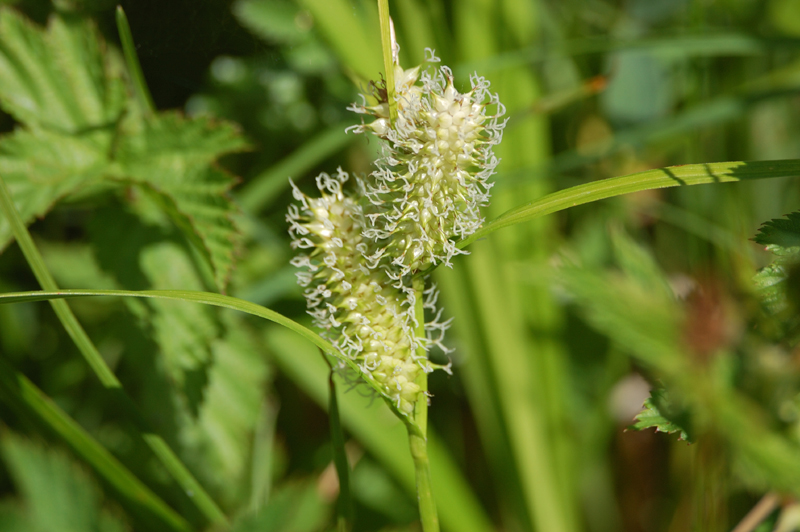 Image of Carex rhynchophysa specimen.