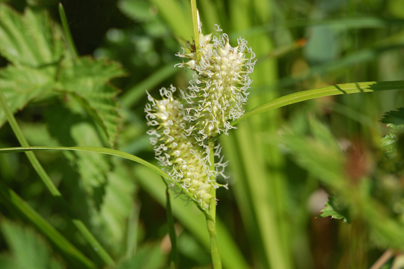 Изображение особи Carex rhynchophysa.