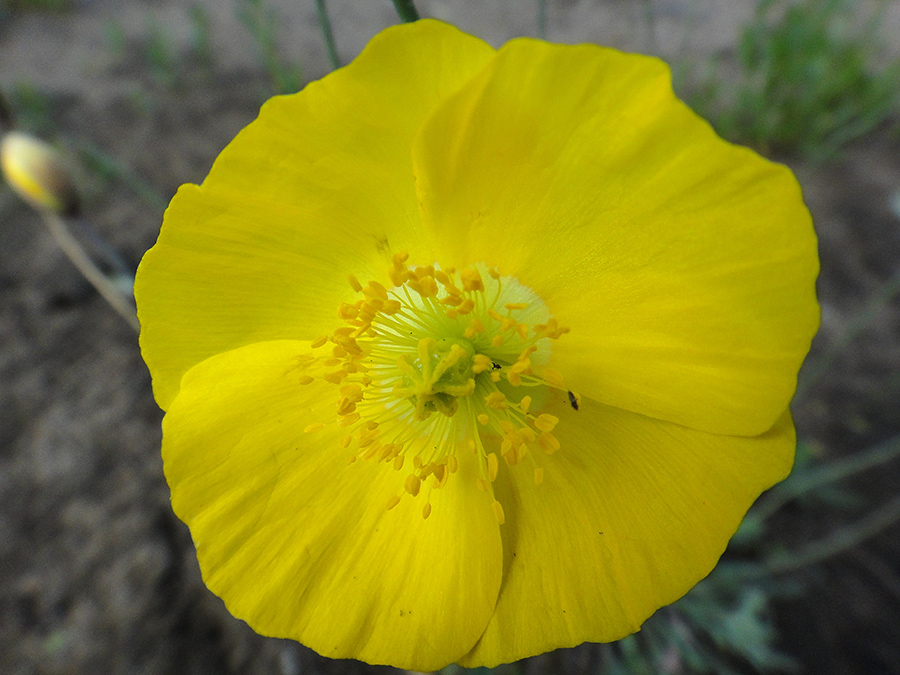 Изображение особи Papaver nudicaule.