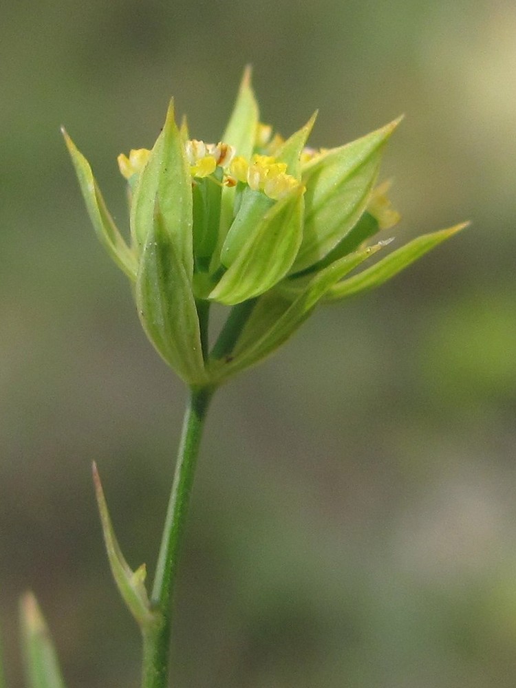 Image of Bupleurum baldense specimen.