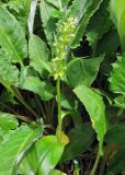 Dactylorhiza viridis