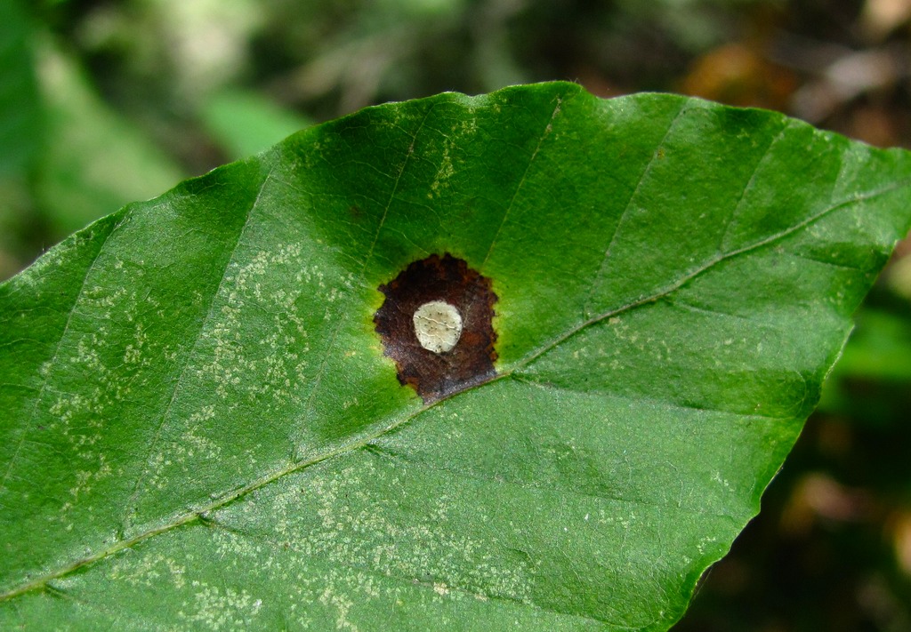 Изображение особи Fagus orientalis.