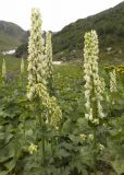 Aconitum orientale. Верхушки цветущих растений. Приэльбрусье, долина р. Когутайка (2350 м н.у.м.). 21 августа 2008 г.