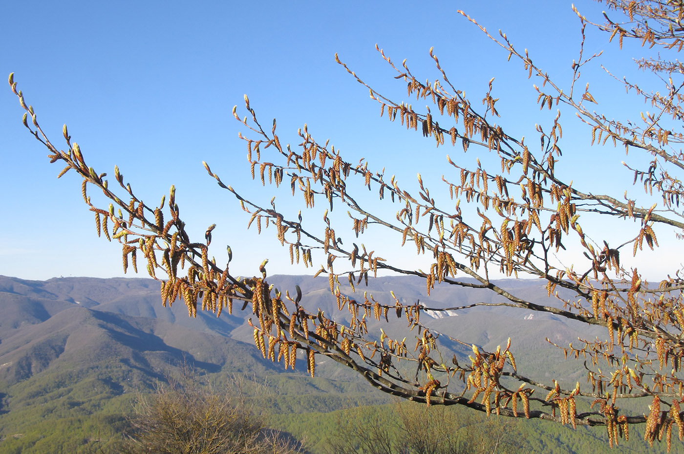 Image of Carpinus betulus specimen.