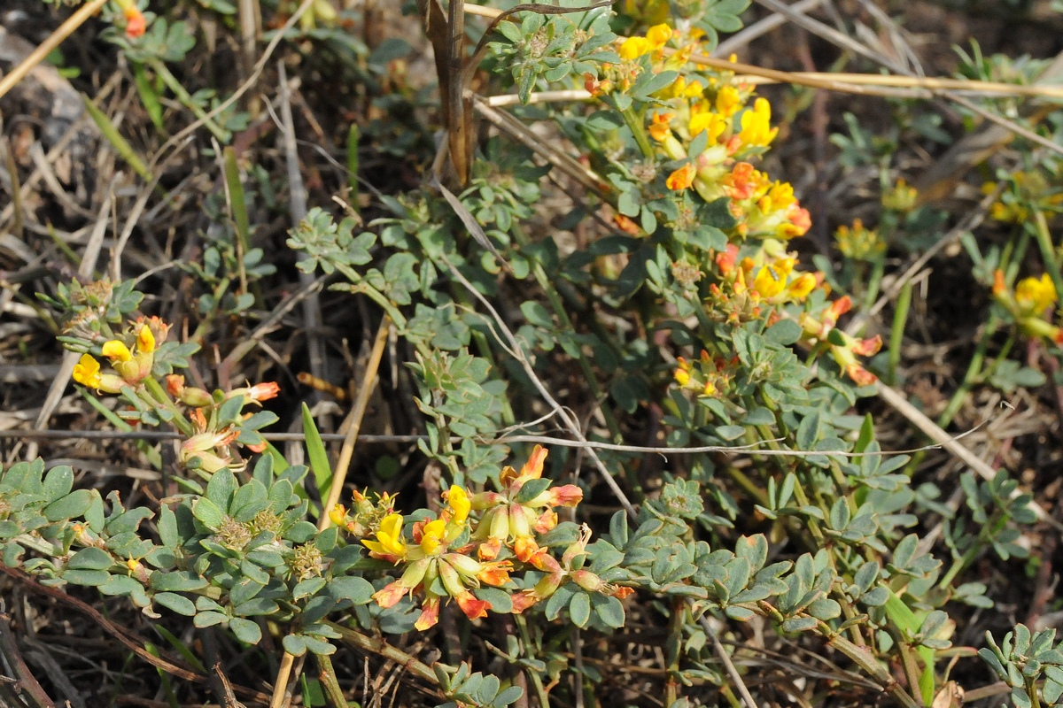 Image of Syrmatium cytisoides specimen.