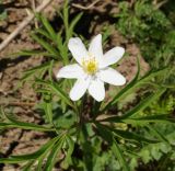 Anemone caerulea