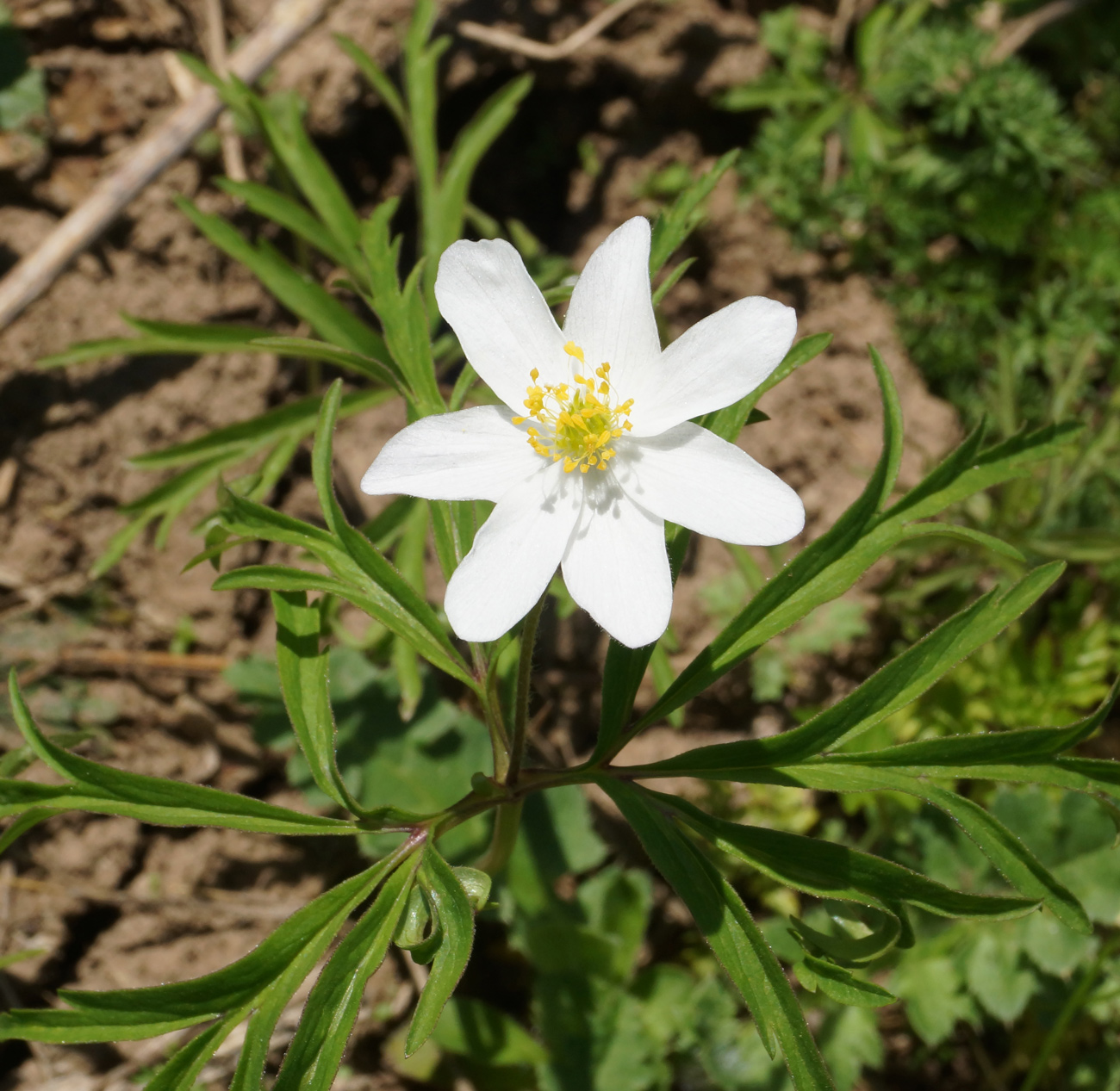 Изображение особи Anemone caerulea.