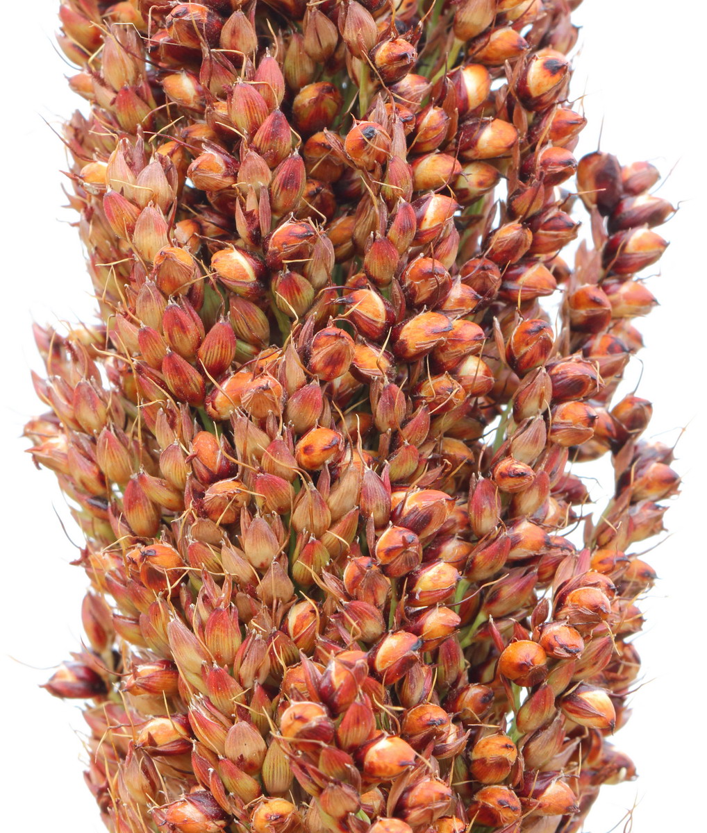 Изображение особи Sorghum bicolor.