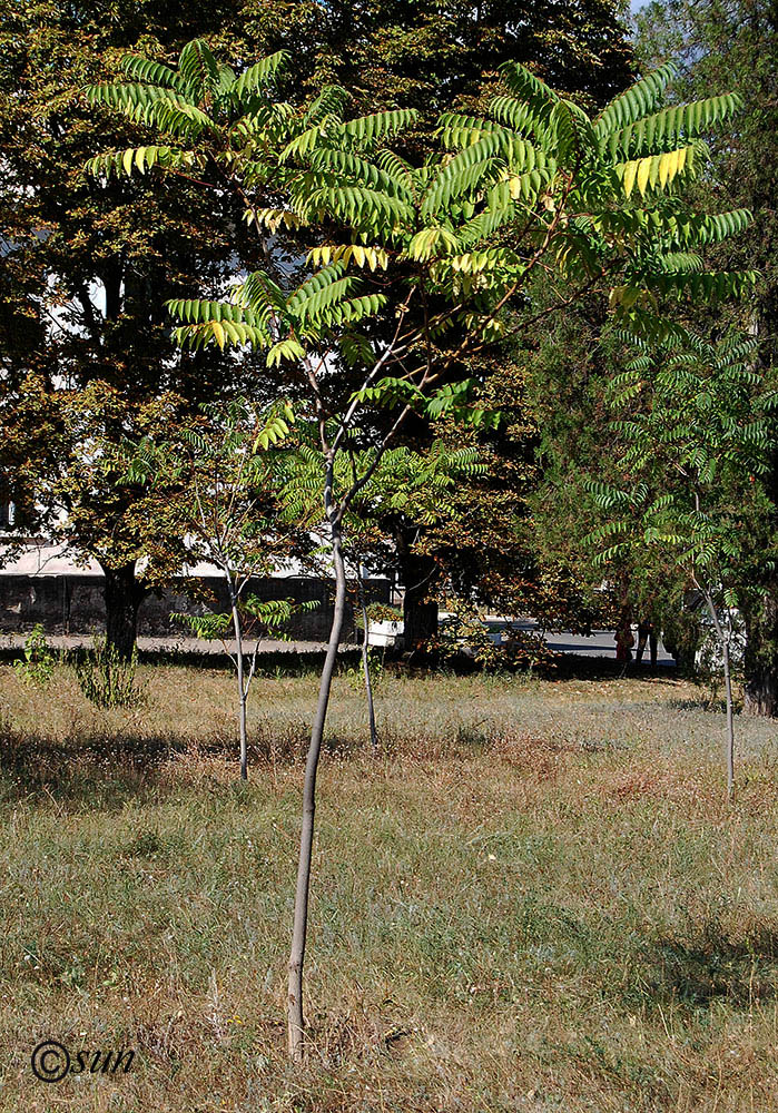 Image of Ailanthus altissima specimen.