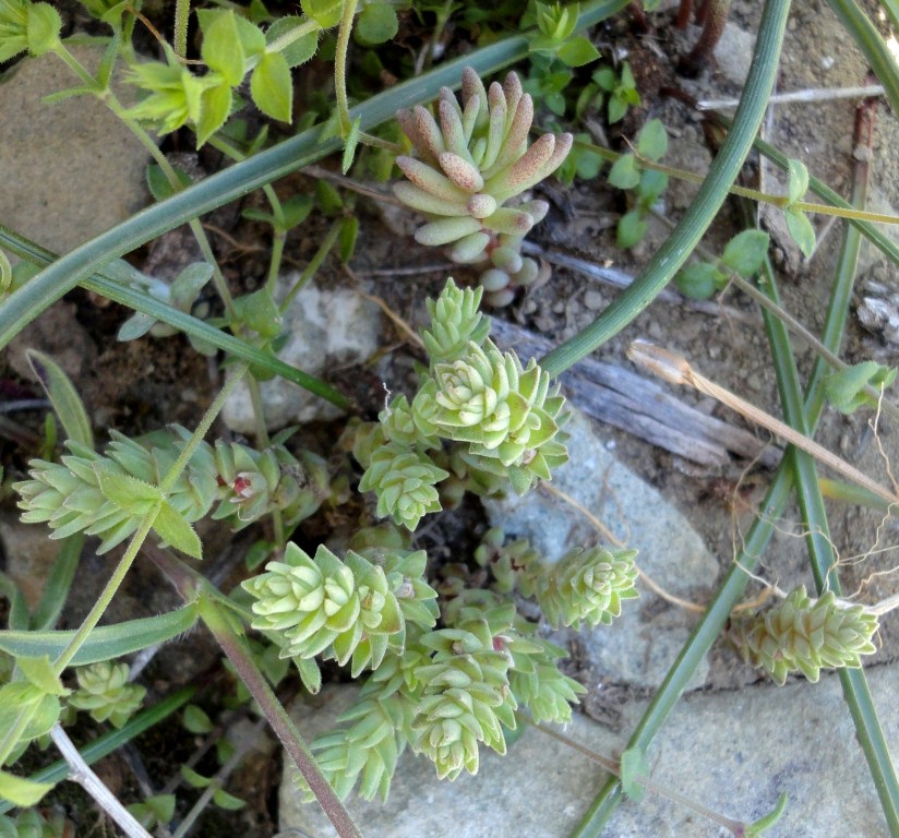 Image of Sedum pentapetalum specimen.