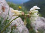 Trifolium polyphyllum