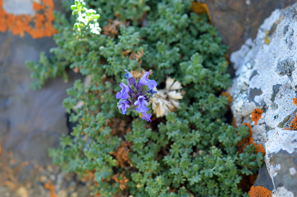 Image of Dracocephalum paulsenii specimen.