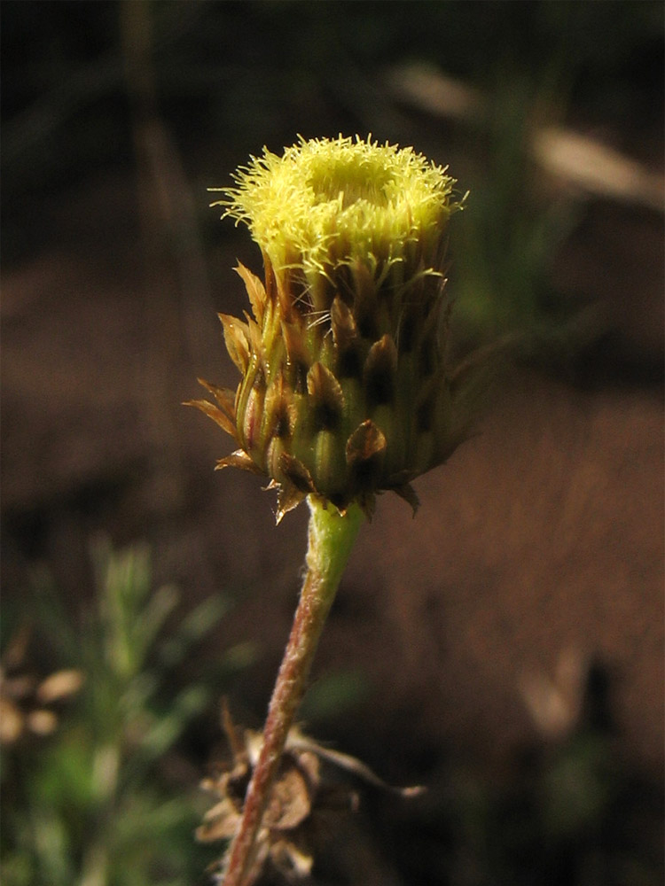 Image of Phagnalon saxatile specimen.