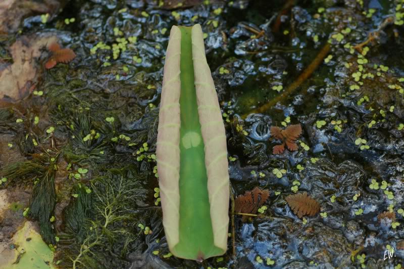 Изображение особи Nelumbo nucifera.