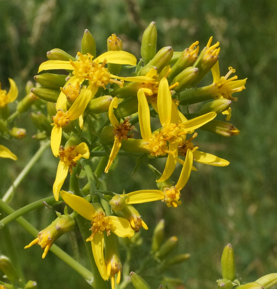 Image of Ligularia songarica specimen.