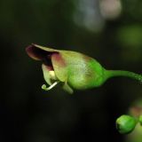 Image of specimen