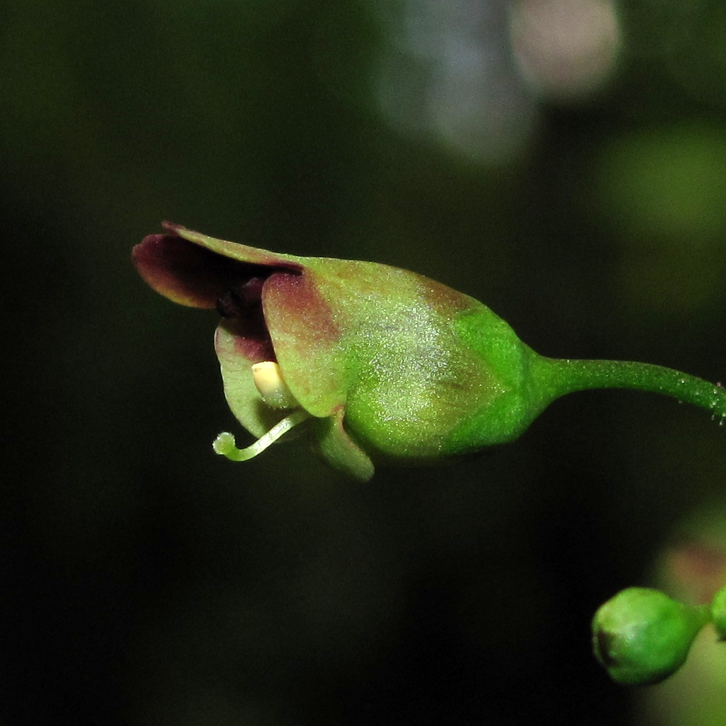 Изображение особи Scrophularia nodosa.